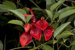 crinodendron hookerianum thumbnail graphic